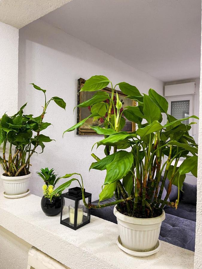 Apartment Tatjana Kragujevac Buitenkant foto